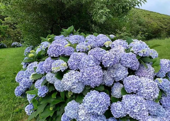 Casa Amarela Al 3030 * Horta (Azores)